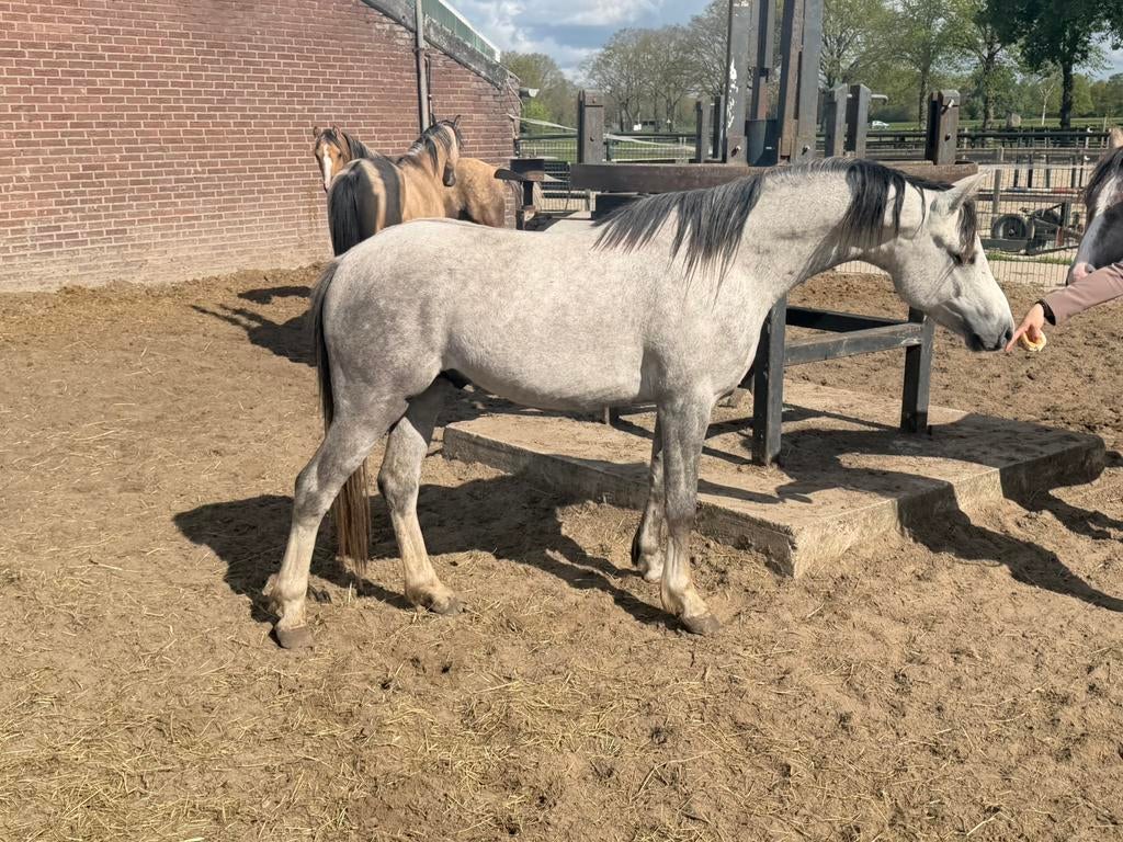 3 jarige Welsh sectie B hengst, Hengst, Onbeleerd, C pony (1.27m tot 1.37m), 3 tot 6 jaar