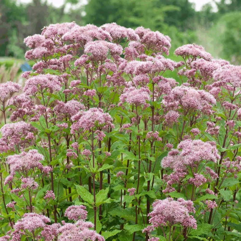 Koninginnekruid of leverkruid, Vaste plant, Halfschaduw, Zomer, Ophalen