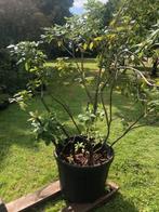 Rhododendron struik , 200 cm hoog en 200 cm breed . staat in, Ophalen, Rhododendron, Struik, 100 tot 250 cm