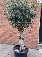 Super dikke olijfboom 180 cm, Volle zon, Vaste plant, Bloeit niet, Ophalen