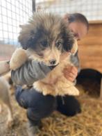 Lieve Pueblo zoekt een hondenvriendje, Particulier, 15 weken tot 1 jaar, Reu, Buitenland