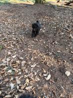 Choco bruine labradoodle pups, Overige rassen, 8 tot 15 weken, Parvo, Meerdere