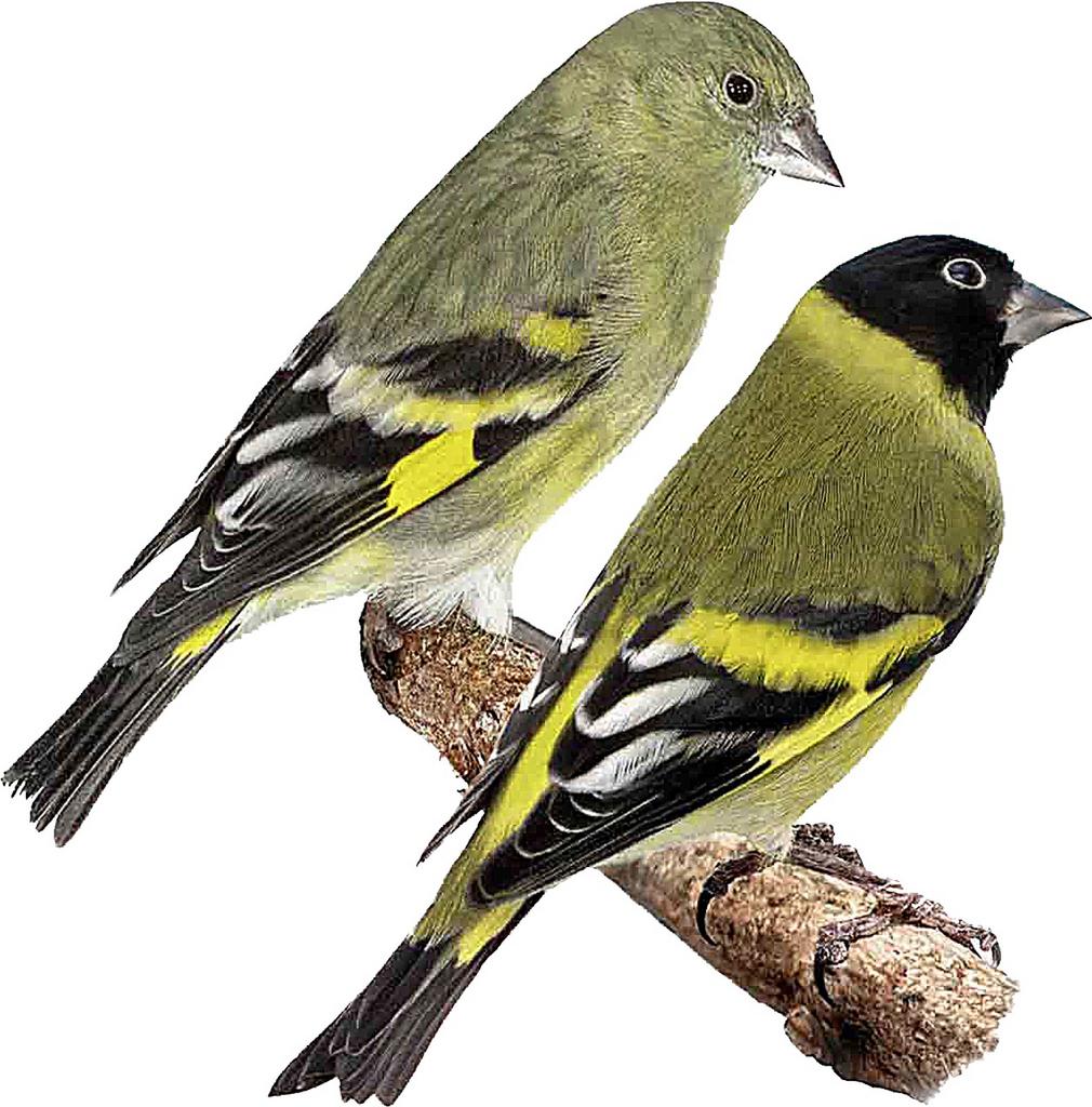 Koppel Zwartkop sijzen, Meerdere dieren, Tropenvogel, Geringd