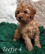 Dwergpoedel Rood - Pups, Dieren en Toebehoren, Honden | Chihuahua's en Gezelschapshonden, Poedel, Parvo, 8 tot 15 weken, Meerdere