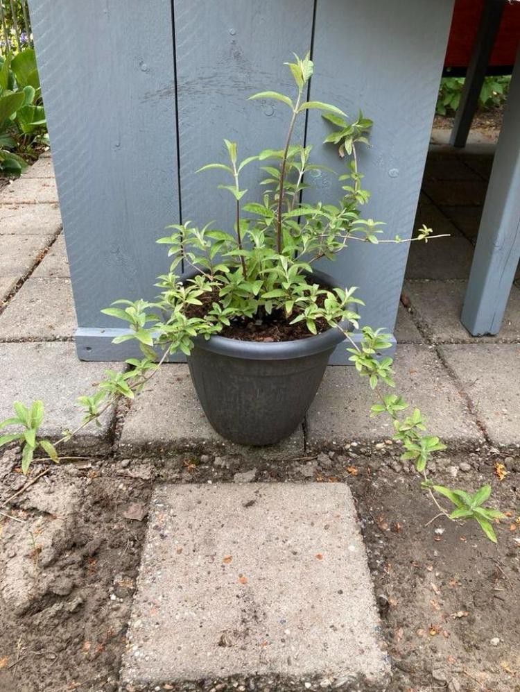 ==MOOI== Grote vlinderstruik, Ophalen of Verzenden, Vlinderstruik, Struik