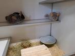 Vakantie opvang/oppas voor chinchilla's, Dieren en Toebehoren, Knaagdieren, Maart, Meerdere dieren, Chinchilla