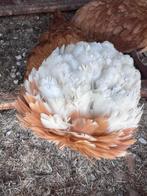Unieke BROED TOOM PADUHA buff kleurig, schitterende wit kuif, Meerdere dieren, Kip