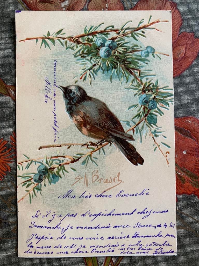 1904 Vogel op blauwe bessentak (EE), Ophalen of Verzenden, Voor 1920, Gelopen, Vogel
