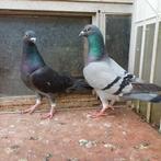 Koppel Duiven., Dieren en Toebehoren, Meerdere dieren, Overige soorten