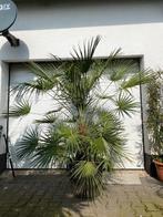 Te Koop palmboom in pot chamaerops humilis 170cm hoog, Overige soorten, 100 tot 250 cm, Zomer, Ophalen