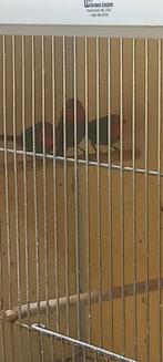 Roodkoppapegaaiamadine 3 poppen, Vrouwelijk