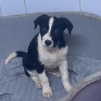 ACE: Lola, wie neemt haar mee op levenslang avontuur?, Dieren en Toebehoren, Particulier, 8 tot 15 weken, Buitenland, Teef