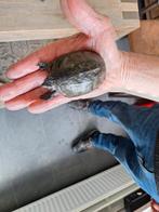 Twee schildpadden., Ophalen