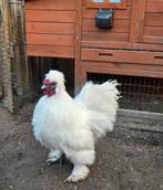 Zijdehoen haan USA, Dieren en Toebehoren, Pluimvee, Mannelijk, Kip