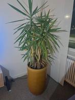 Yucca plant (zonder pot), Overige soorten, 100 tot 250 cm, Zomer, Ophalen