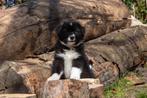 australian shepherd, Sheepdog, Meerdere, Meerdere dieren, Nederland