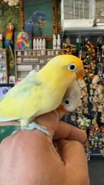 Tam dwergpapegaaien, Meerdere dieren, Dwergpapegaai of Agapornis, Pratend