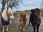 Leuke en sociale ruin met mens gezocht, Weidegang, 1 paard of pony