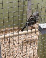 Kanarie man en pop, Dieren en Toebehoren, Meerdere dieren