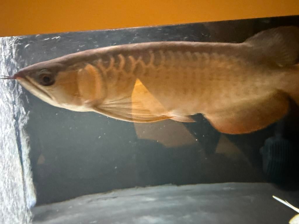 Potamotrygon super red, Vis