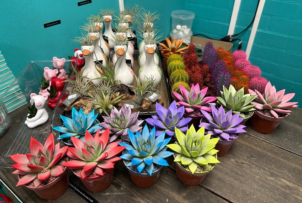 Bijzondere Bonsai, terrariumplanten, vijverplanten & cadeaus, Dieren en Toebehoren, Vissen | Aquaria en Toebehoren, ., Plant(en), Steen of Hout