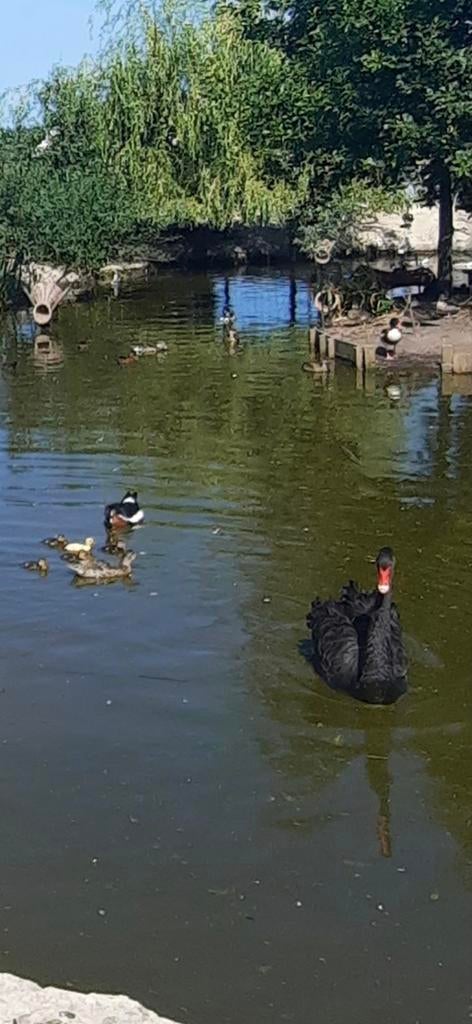 Zwarte zwaan man, Dieren en Toebehoren, Pluimvee, Mannelijk, Gans of Zwaan