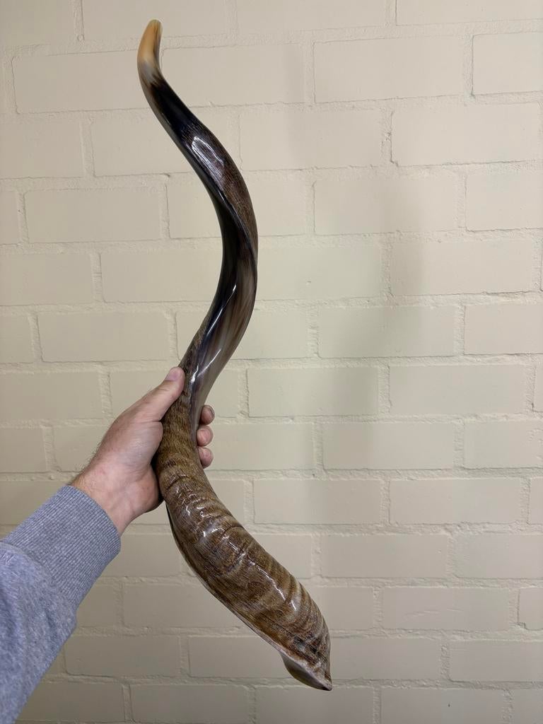 Shofar blaasinstrument - 70 cm, Ophalen, G, G, H
