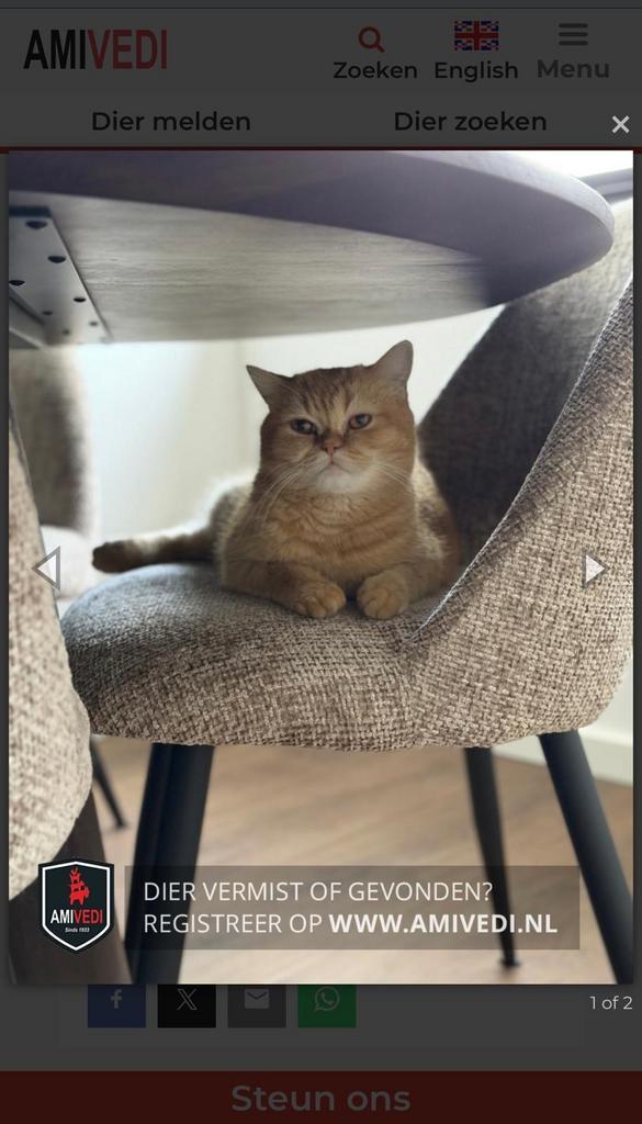 Help ons onze kat te vinden! €1000 beloning, Dieren en Toebehoren, Vermiste en Gevonden Dieren, Kat