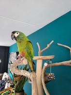 Ara maracana man 2020, Mannelijk, Papegaai, Geringd