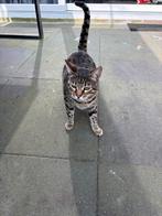 Kruising bengaal/ savannah poes, Dieren en Toebehoren, Katten en Kittens | Raskatten | Korthaar, Poes