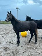 3 jarig springpaard merrie, Dieren en Toebehoren, Paarden, Merrie, Springpaard, Met stamboom, 3 tot 6 jaar