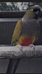 Te koop patagonische rotsparkiet pop, Vrouwelijk, Parkiet, Geringd