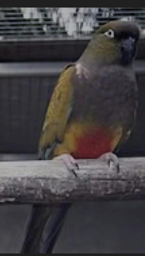 Te koop patagonische rotsparkiet pop, Dieren en Toebehoren, Vogels | Parkieten en Papegaaien, Parkiet, Vrouwelijk, Tam, Geringd