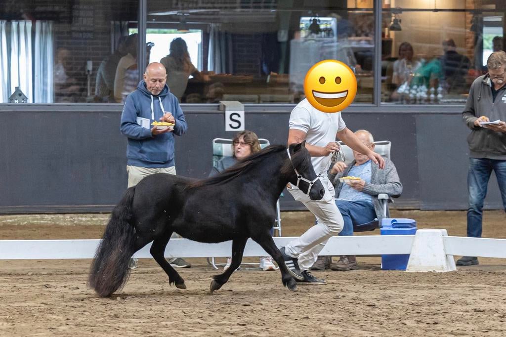 Mooie mini jaarling merrie en mooie 3 jarige merrie, Merrie, Minder dan 160 cm