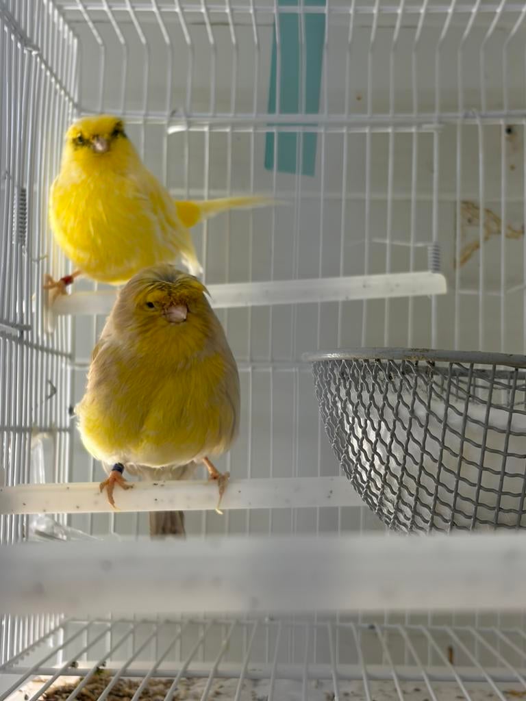Koppel gloster, Dieren en Toebehoren, Vogels | Kanaries, Meerdere dieren, Postuurkanarie