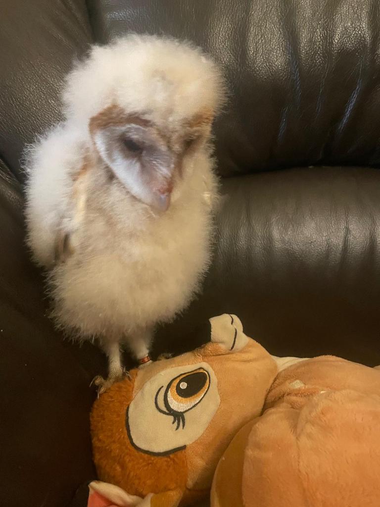 Kerkuil jongen - handtam - geboren april, Geslacht onbekend, Roofvogel, Geringd