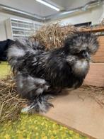 USA zijdehoen haan en hen zoeken goed thuis, Dieren en Toebehoren, Pluimvee, Meerdere dieren, Kip