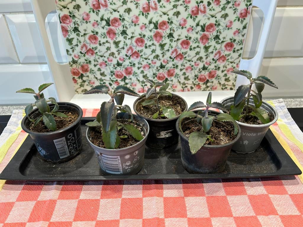 stekjes van mother off thousands plant, Huis en Inrichting, Woonaccessoires | Etagères, Ophalen, Zo goed als nieuw