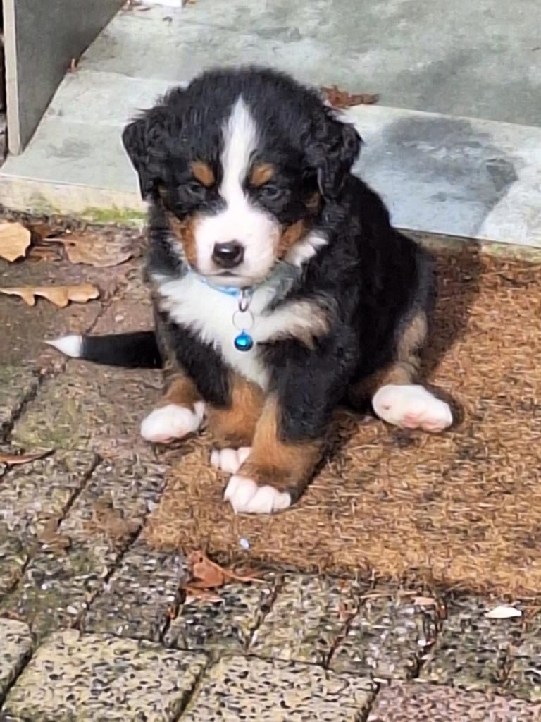 4 Prachtige Berner Sennen reutjes zoeken een fijn thuis!, 8 tot 15 weken, Meerdere, Meerdere dieren, Nederland