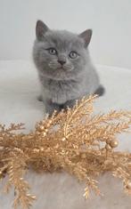 Brits korthaar kittens met stamboom en garantie!, Meerdere dieren, 0 tot 2 jaar