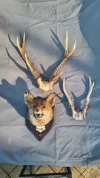 Opgezette vossenkop en 2 geweien, Huis en Inrichting, Ophalen of Verzenden