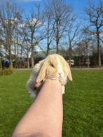 Lieve jonge konijntjes! Dwerg hangoor NHD, Dieren en Toebehoren, Meerdere dieren, Dwerg, Hangoor, 0 tot 2 jaar