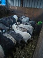 Te koop voor natuurbegrazing shetlandschapen, Meerdere dieren, Schaap