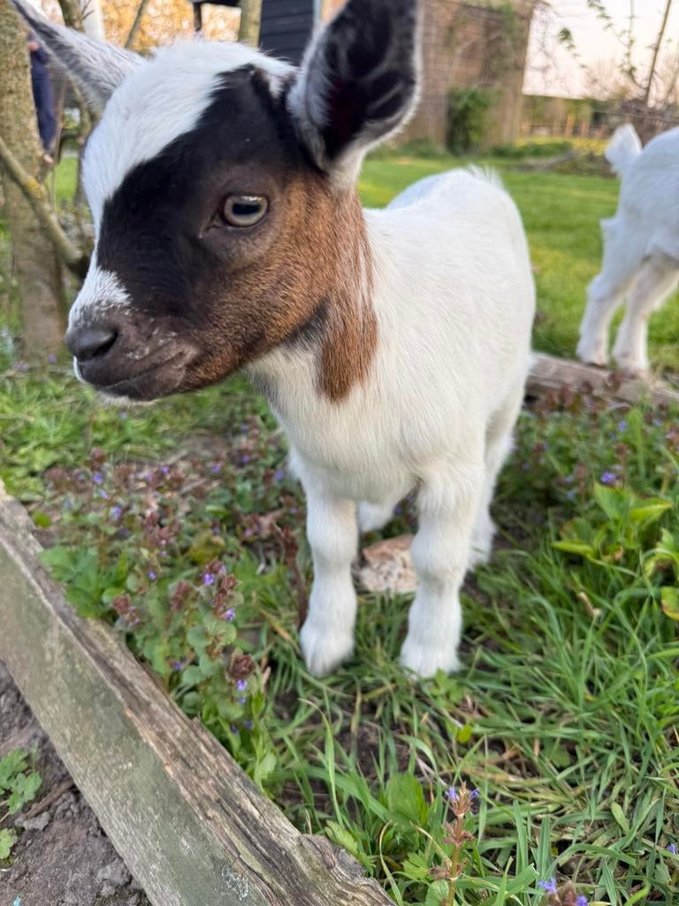 Lieve mooie dwergbokjes, Mannelijk, Geit
