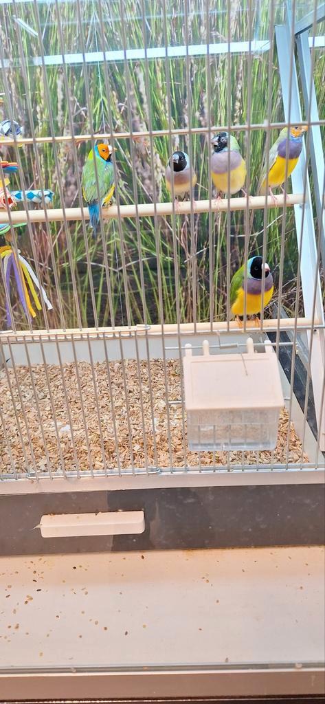 Prachtige gouldamadines, Dieren en Toebehoren, Vogels | Overige Vogels, Tropenvogel, Meerdere dieren, Geringd