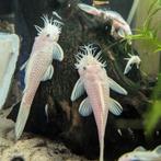 Snowwhite vrouw gezocht!, Vis