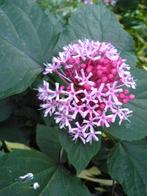 7 Clerodendrons Bungai., Overige soorten, 100 tot 250 cm, Zomer, Ophalen