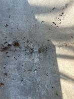 Antieke zinken badkuip - Krauss, Ophalen