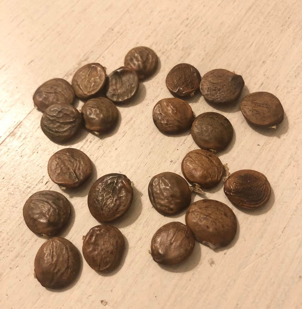 Blauwe Regen Wisteria 20, Ophalen of Verzenden, Gehele jaar, Volle zon, Zaad