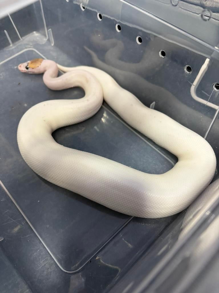 Python te koop, Slang